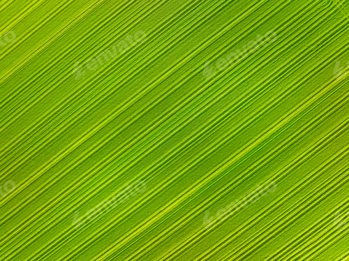 Preview: Aerial view of the field. Nature as a background. Landscape from a drone.