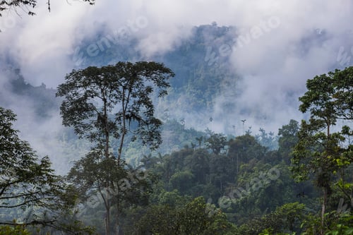 Preview: Choco Rainforest landscape, Ecuador. This area of jungle is the Mashpi Cloud Forest in the Pichincha
