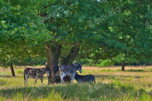 Preview: a group of donkeys under a shady tree