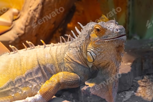 Preview: Close-up Portrait Of Beautiful Green Iguana, American Iguana In Terrarium.