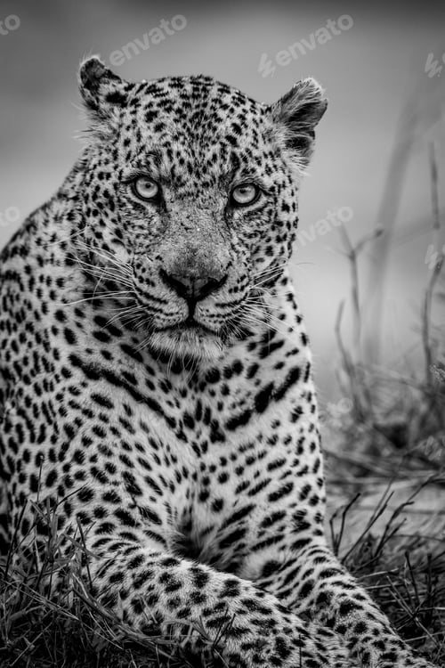 Preview: Close up of a big male Leopard.