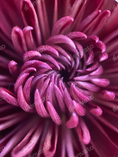 Preview: Close-up of a Beautiful Purple Flower