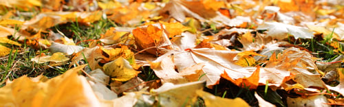 Preview: Banner fallen autumn leaves on the lawn. Autumn background, soft focus