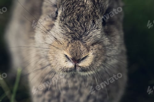 Preview: Grey hare or rabbit face close up