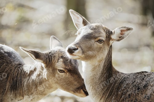 Preview: Two female fallow deer