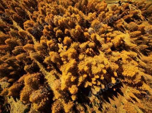 Preview: Forest, overhead view, Schnalstal, South Tyrol, Italy