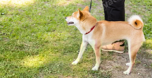 Preview: Banner Beautiful akita inu pet dog for a walk in a park. Japanese Akita Dog Breed, copy space