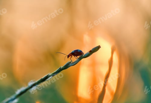 Preview: Little bug on the grass twig