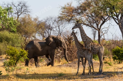 Preview: A gentle encounter in the wild giraffe meets elephant on savanna.