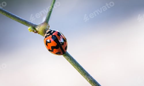 Preview: Lady bug on branch