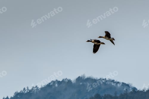Preview: Flying birds