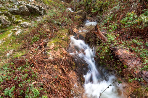 Preview: Mountain River, Scot Pine Forest, Guadarrama National Park, Spain