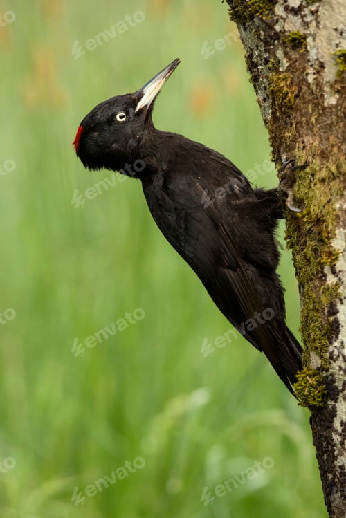 Preview: Wonderful bird on wood