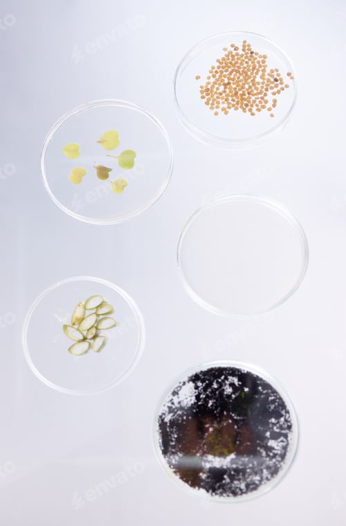 Preview: Petri dish, sample and science, ecology and leaves with soil, agriculture and environment study top