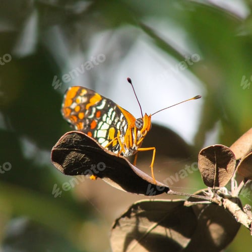 Preview: Vivid atlantea tulita butterfly perched atop a leaf surrounded by trees