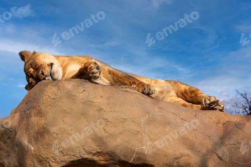 Preview: Yellow lion resting on a brown rock outdoors.