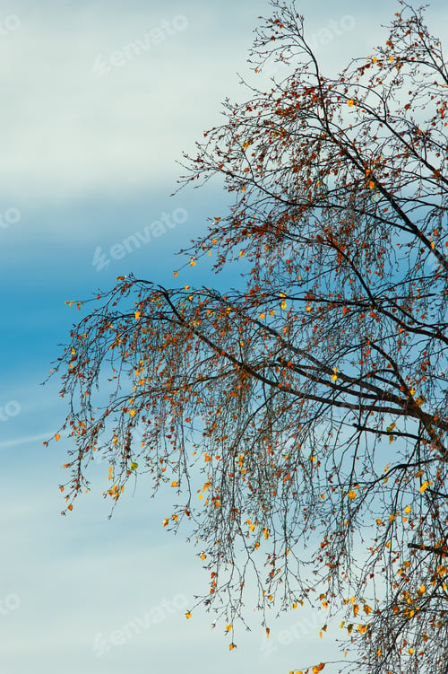 Preview: Detail of birch tree