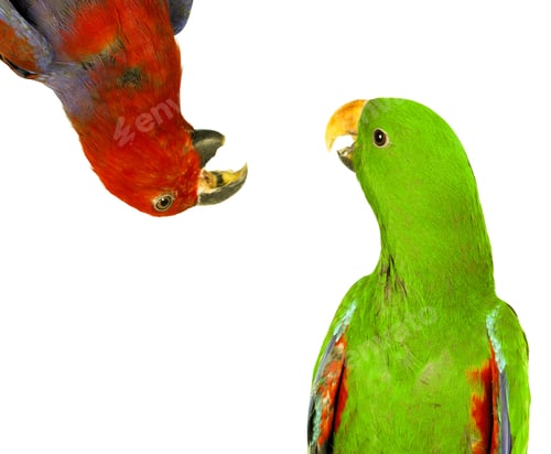 Preview: beautiful red and green macaw parrots