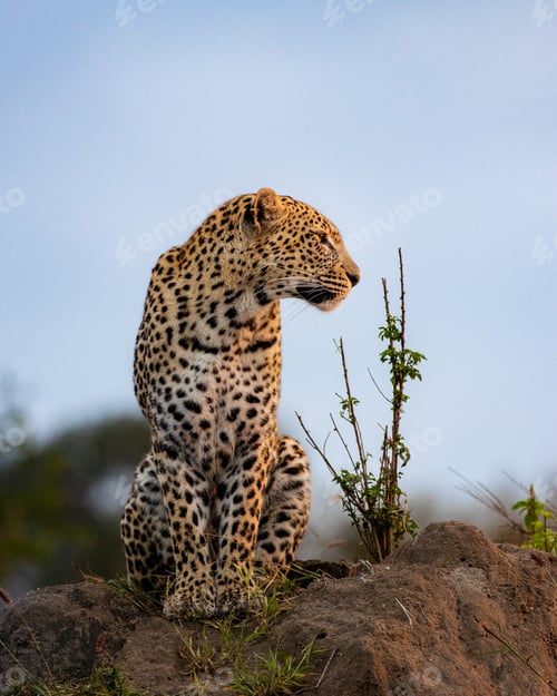 Preview: A leopard, Panthera pardus, sits on a mound and looks to the right.
