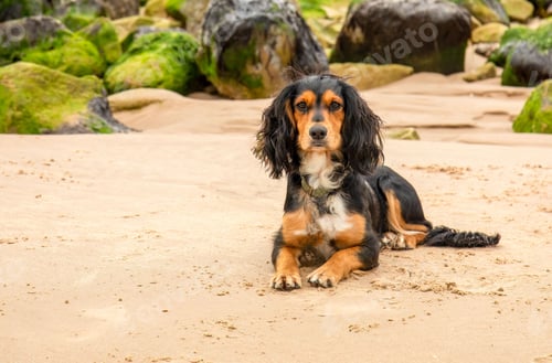 Preview: Black and brown spaniel on the beach