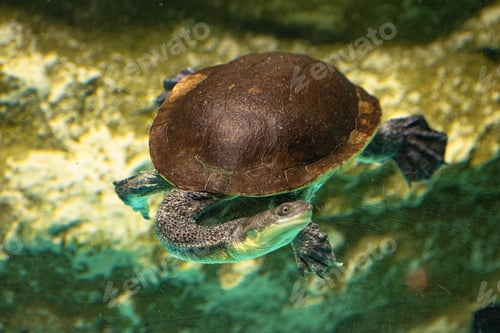 Preview: Closeup of an Austro-South American side-neck turtle (Chelidae) swimming in the water
