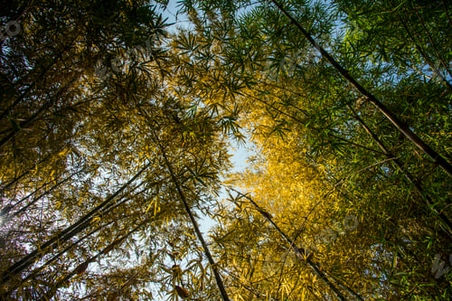 Preview: Green bamboo leaves for background.