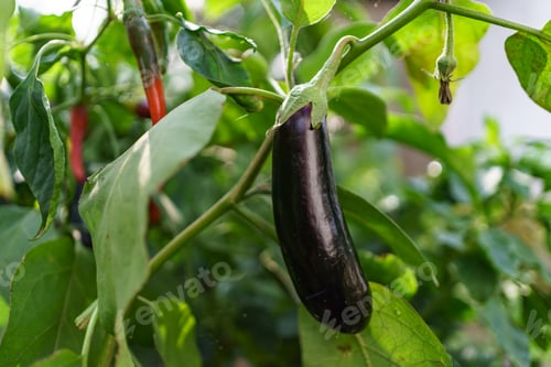 Preview: Close up eggplant in the garden