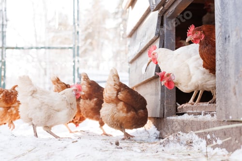 Preview: chicken walking on an eco-poultry farm in winter, free-range chicken farm