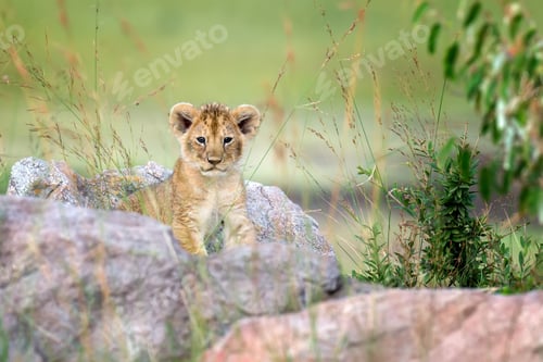 Preview: Lion cub