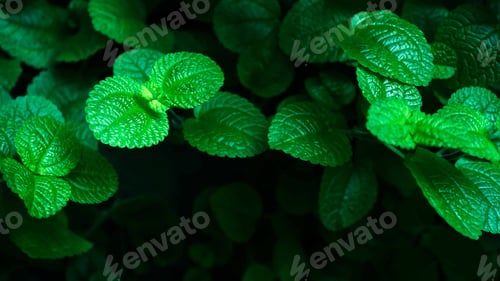 Preview: Green Leaves On Dark Cement Texture In The Garden For Natural Concept Background