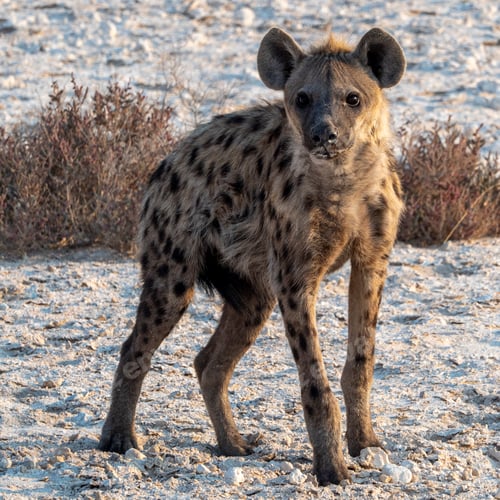 Preview: Solitary hyena pondering its surroundings