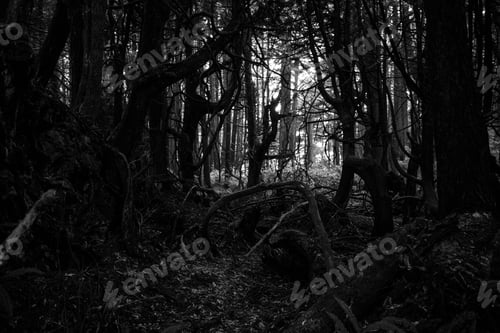 Preview: darkness, forest, horror, spooky