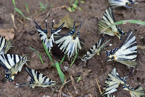 Preview: Butterfly on the ground in nature. Swallowtail butterfly