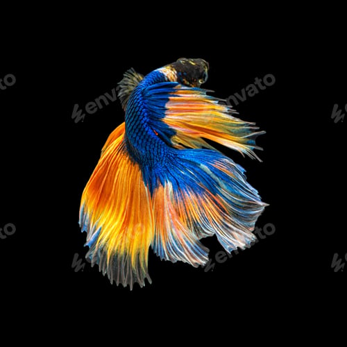 Preview: Movement beautiful of colorful siamese betta fish or half moon betta