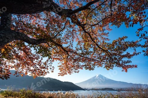 Preview: A tree with leaves that are orange and yellow