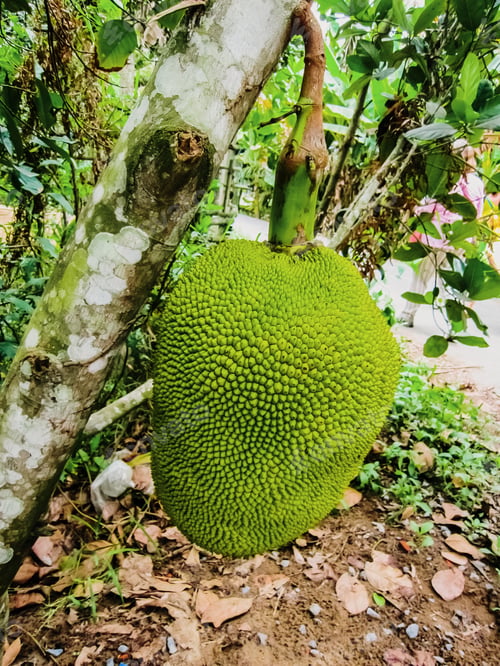 Preview: Jackfruit, national fruit of Bangladesh, Artocarpus heterophyllus, or Yaca