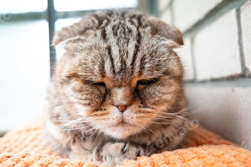 Preview: Cat, Scottish Fold, is depressed, she is sad lying on a pillow, against background of a brick wall