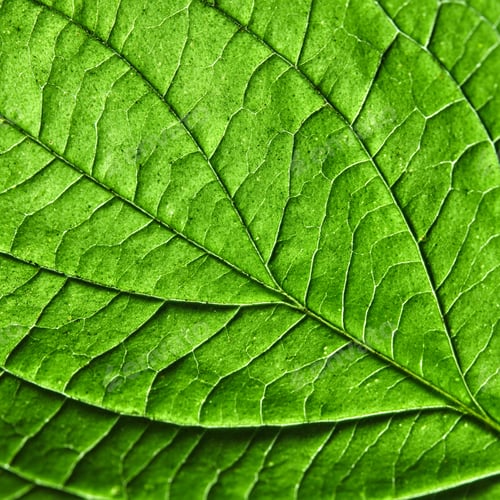 Vista previa: Green leaf. Detailed macro photo as a natural layout for your ideas. Flat lay