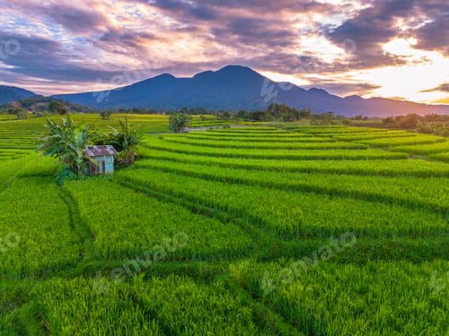 Preview: Beautiful morning view indonesia Panorama Landscape paddy fields