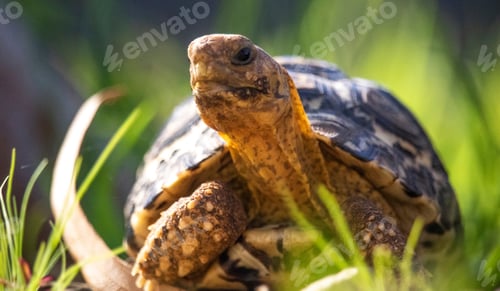 Preview: Close-up of a baby African tortoise exploring through grass foliage.