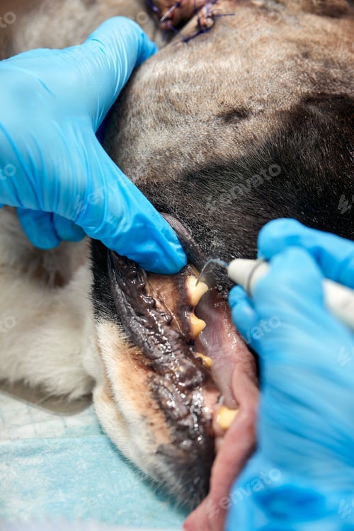 Preview: Veterinary dentistry. Dentist surgeon veterinarian treats and removes the teeth of a dog under