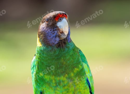 Preview: Australian Ringneck or Twenty-eight Parrot Portrait