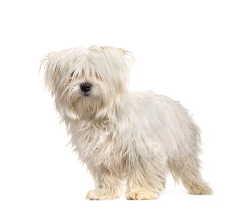 Preview: Mixed-breed dog standing, cut out