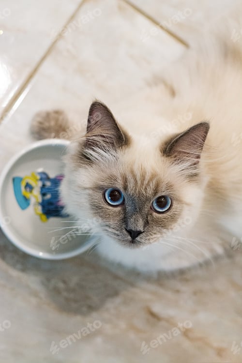 Preview: A white cat in a crouching position with a wide eyed surprised