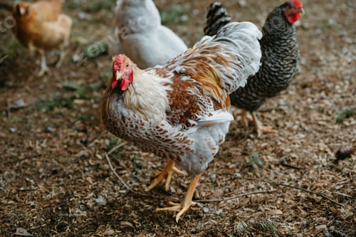 Preview: young rooster