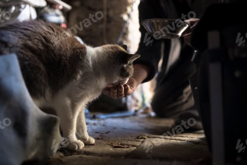 Preview: Man feeding a cat on a wooden floor