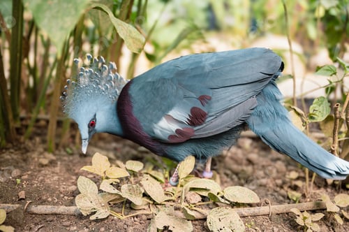 Preview: Goura victoria - Cowned pigeon. Close-Up