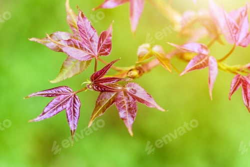 Preview: Red young leaves Maple in spring