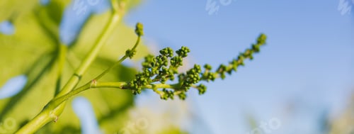 Preview: Young green grapes hanging on grape plants