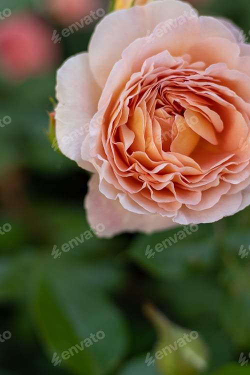 Preview: Blooming rose bud. Summer flower close-up. Floral background. Nature in the flowerbed. Gardening